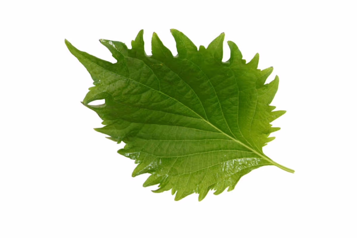 Shiso Green Leaves (shock termico)