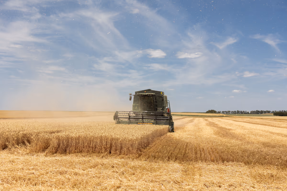 Frumento tenero, aumenta la produzione in Italia ma il grano nazionale non basta