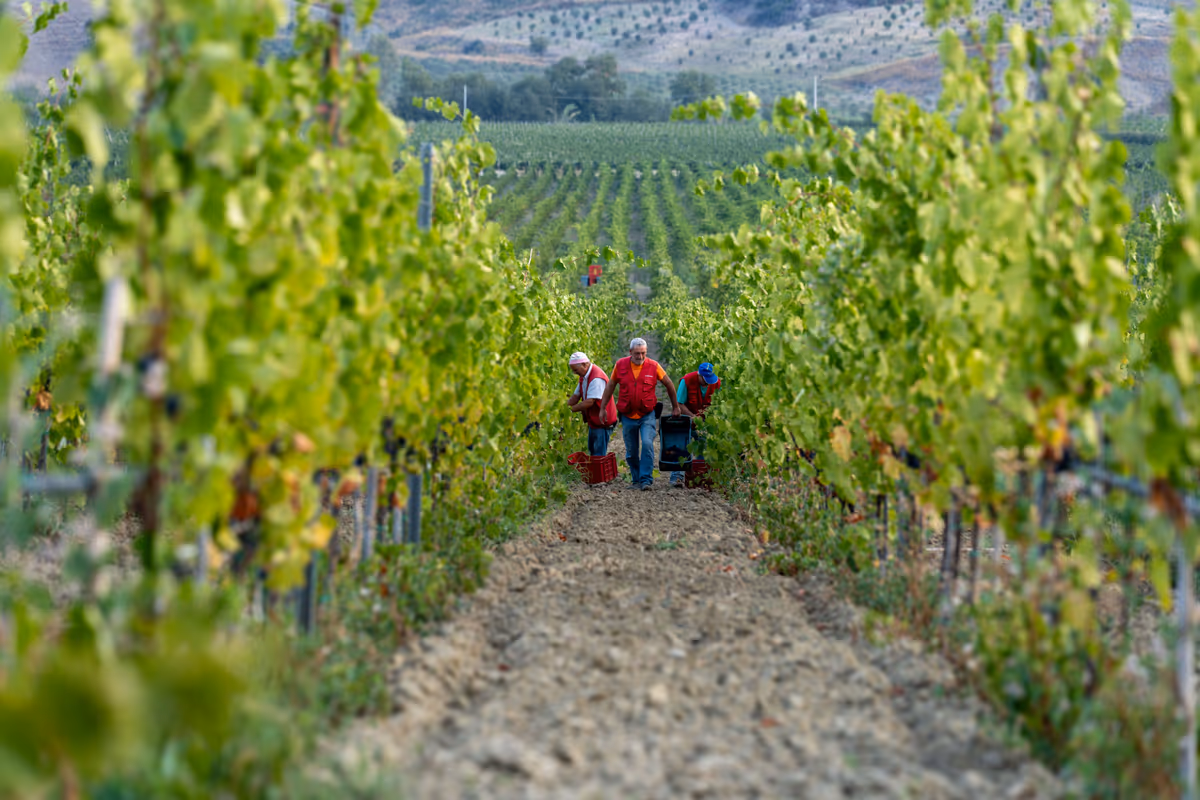 Le vigne di Librandi