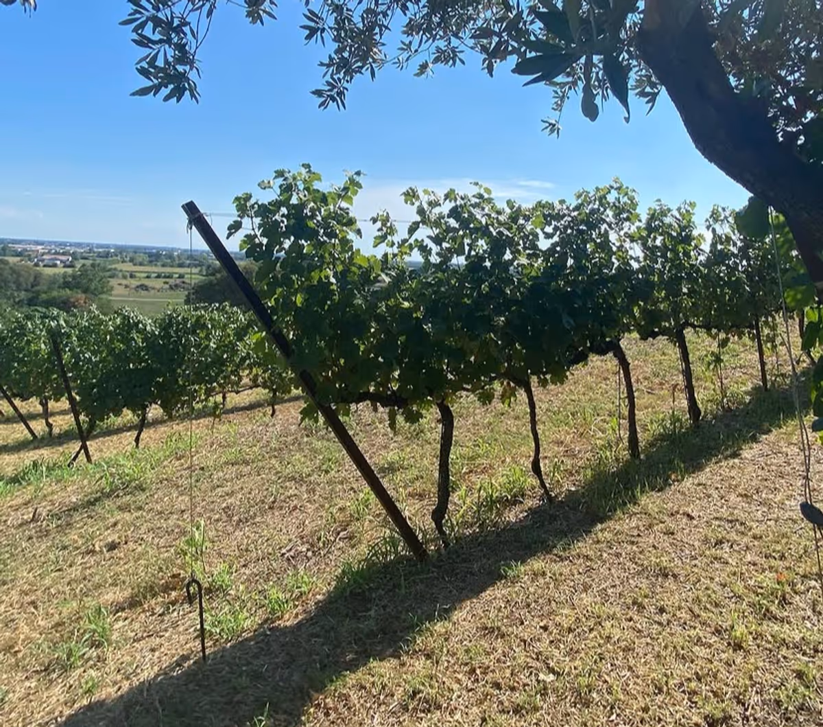 I vigneti di Coronea