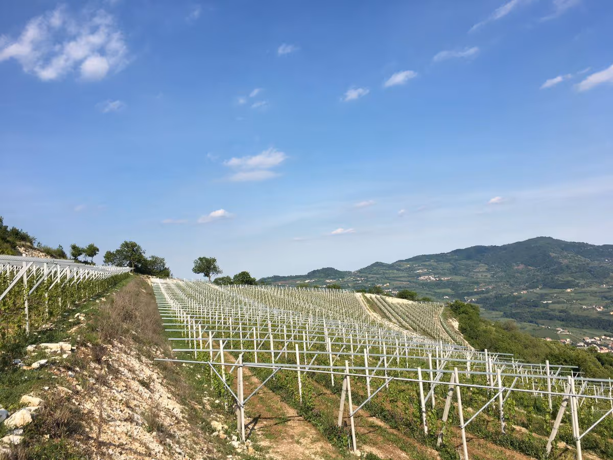 I vigneti della Durella di Giannitessari