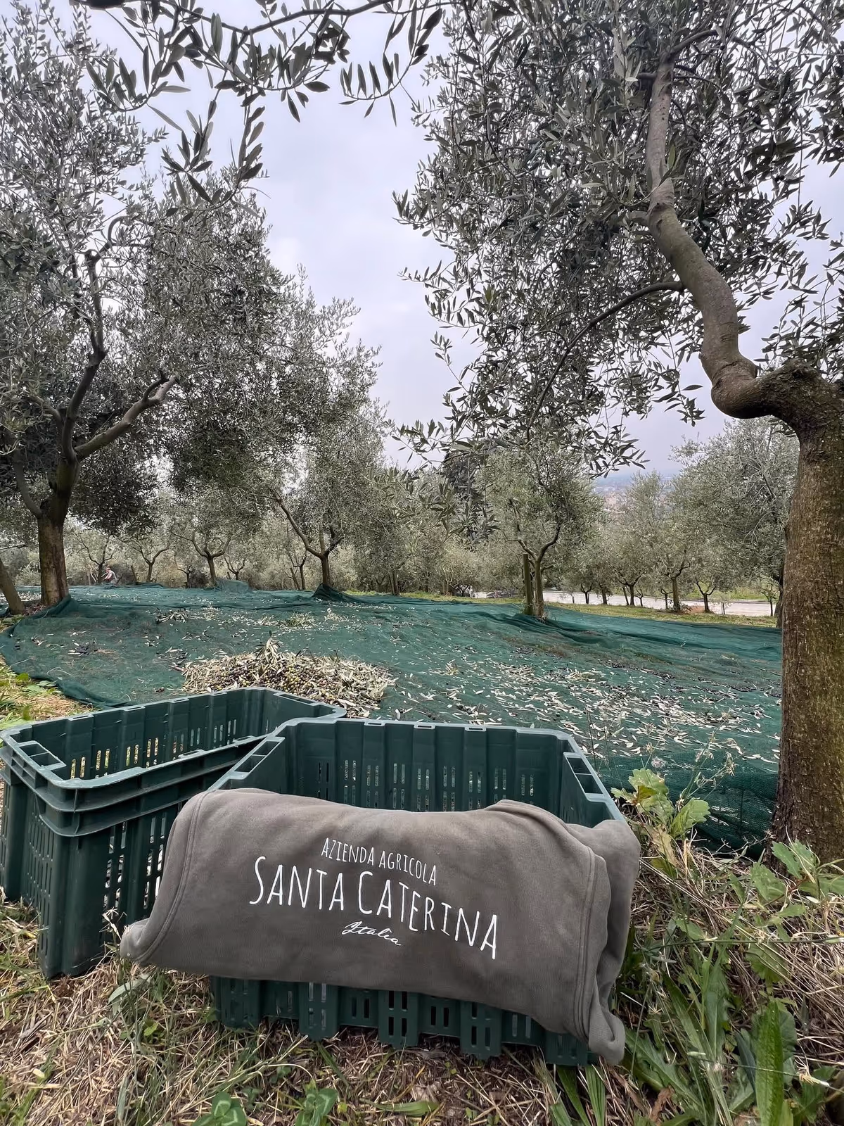 L’uliveto Santa Caterina sul Monte Oliveto, a Pinerolo, dove la tradizione dell’olio piemontese incontra il paesaggio delle Alpi Cozie
