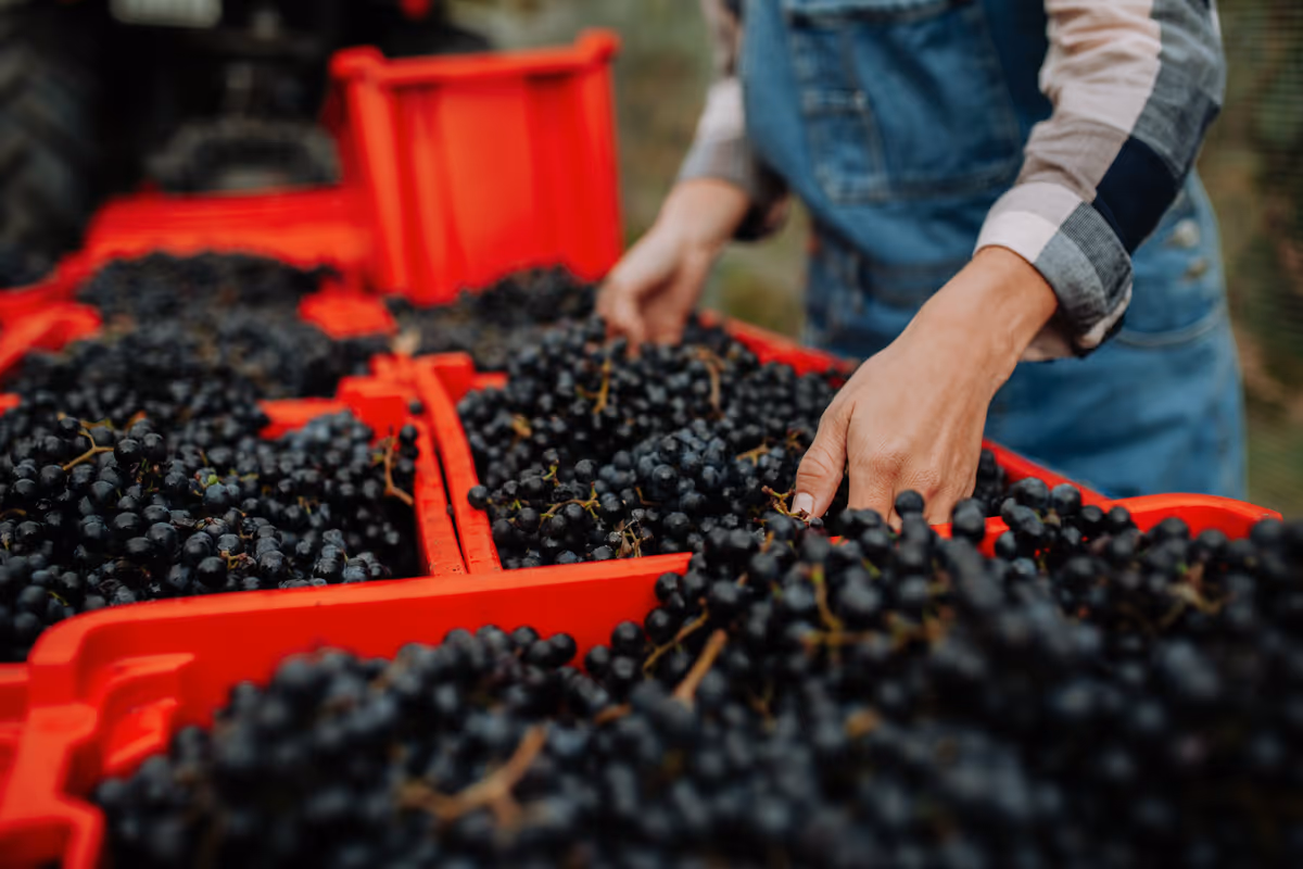 I Consorzi potranno orientare i prezzi di uve e vini, senza imporli