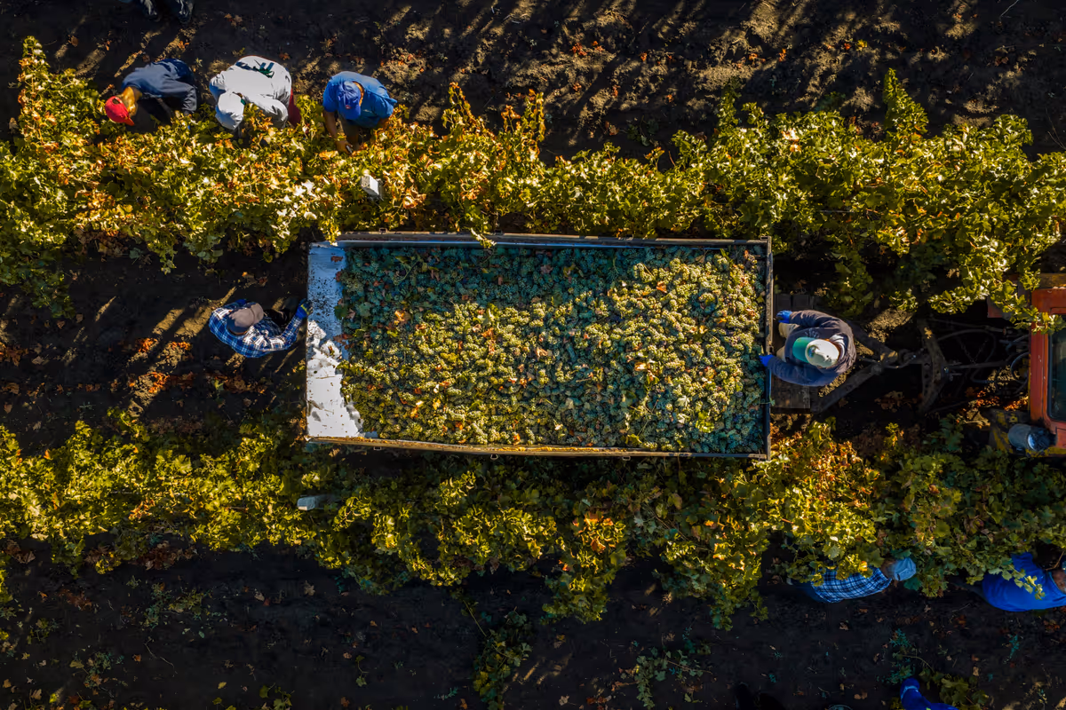 Il caldo anticipa la vendemmia: in Italia la raccolta dell’uva parte prima del previsto
