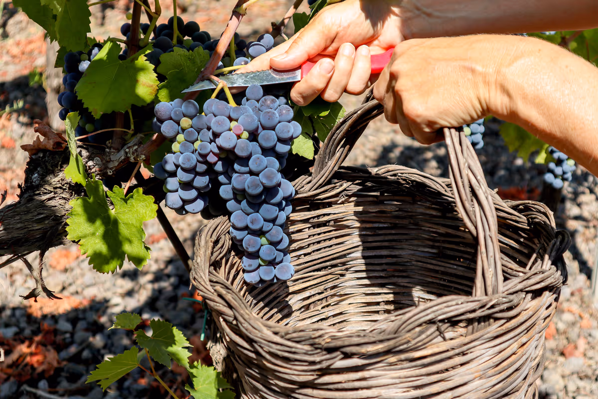 Il caldo anticipa la vendemmia: in Italia la raccolta dell’uva parte prima del previsto