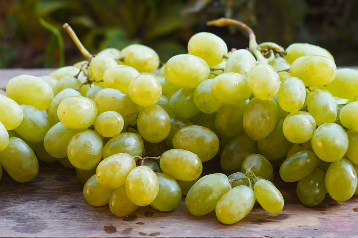Uva da tavola italiana, export da record nel 2025: sfiorato il miliardo di euro