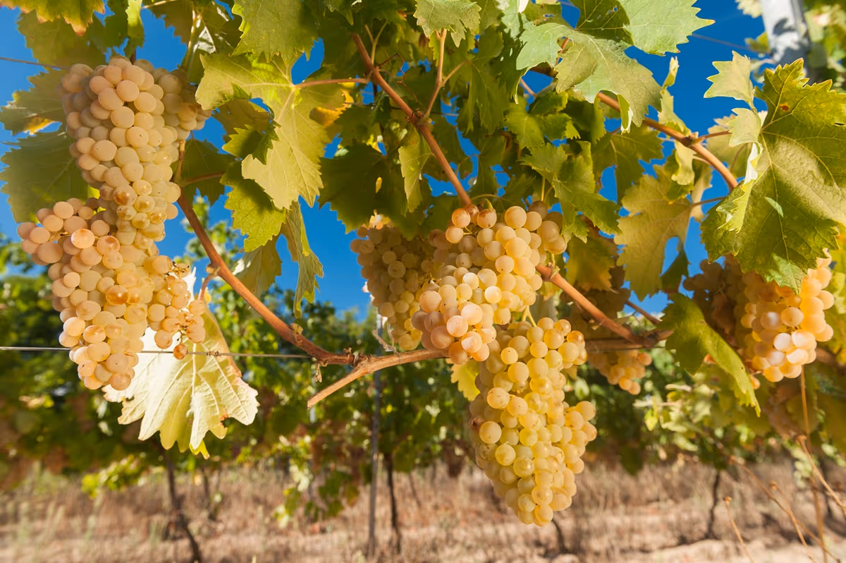 Dieci anni di Tenute Gregu: la Gallura nel calice tra Vermentino e Cannonau