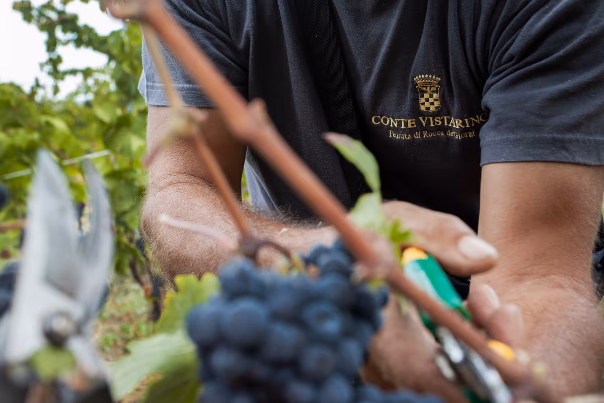 Conte Vistarino anticipa la vendemmia 2026: tra le più precoci degli ultimi anni
