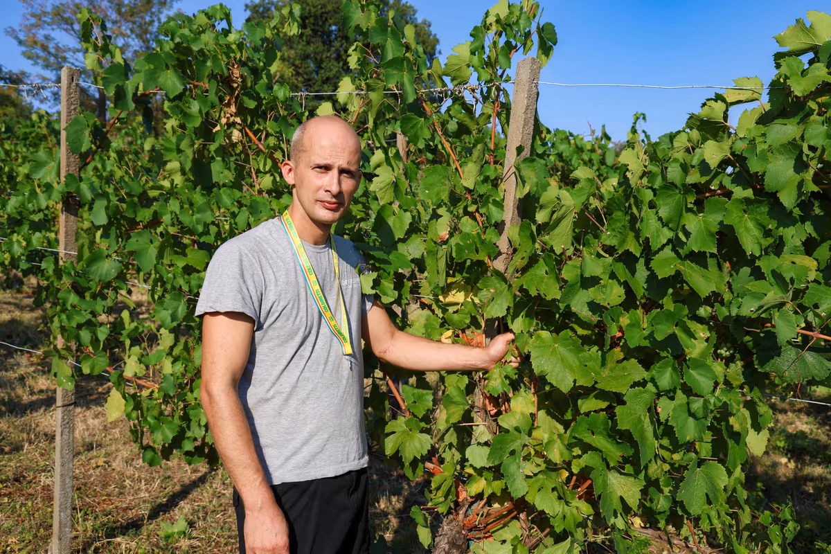 Vendemmia mai così presto: l’Oltrepò apre il 2026 e il clima cambia il vino