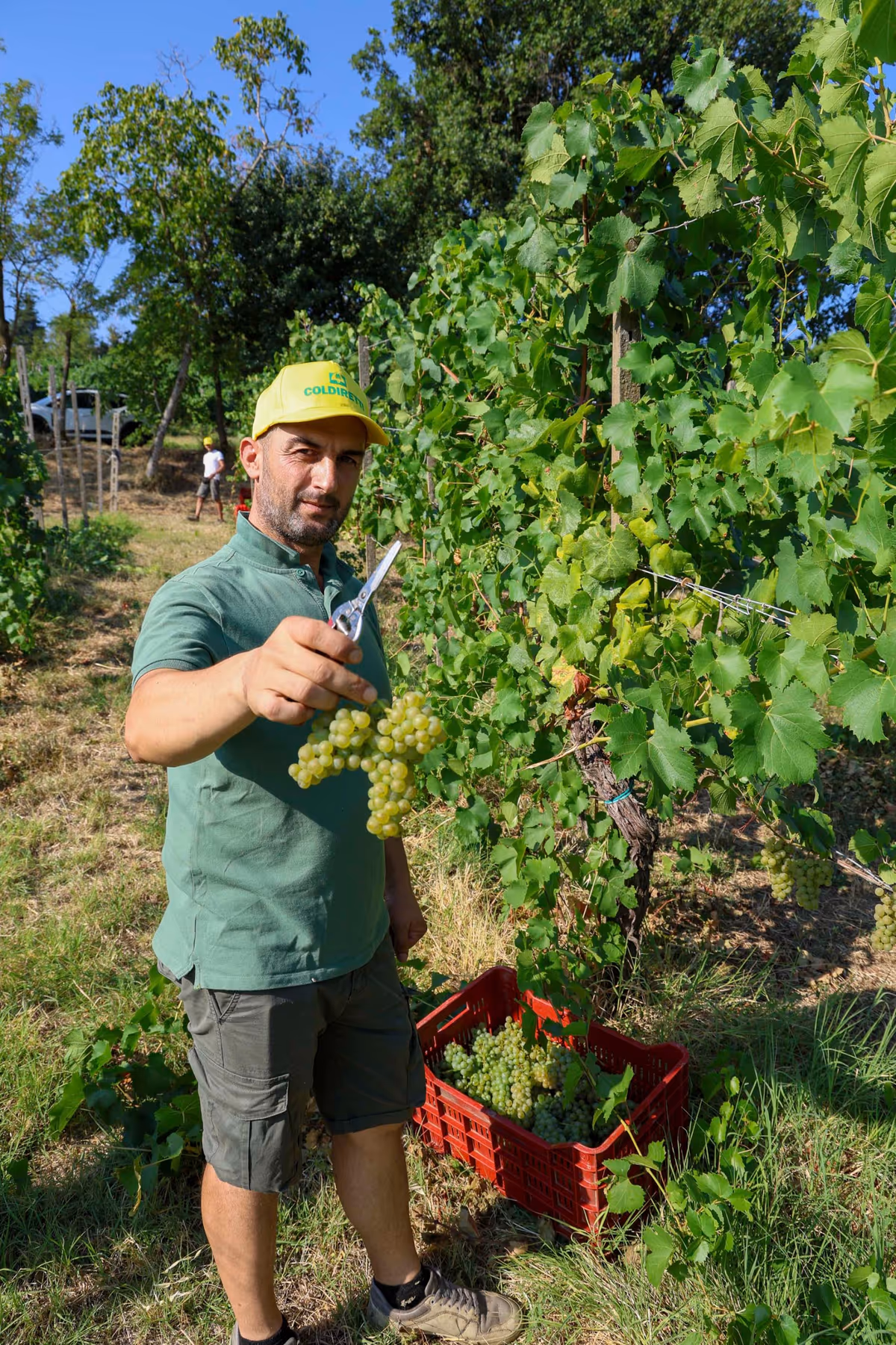 Il taglio dei primi grappoli di Chardonnay