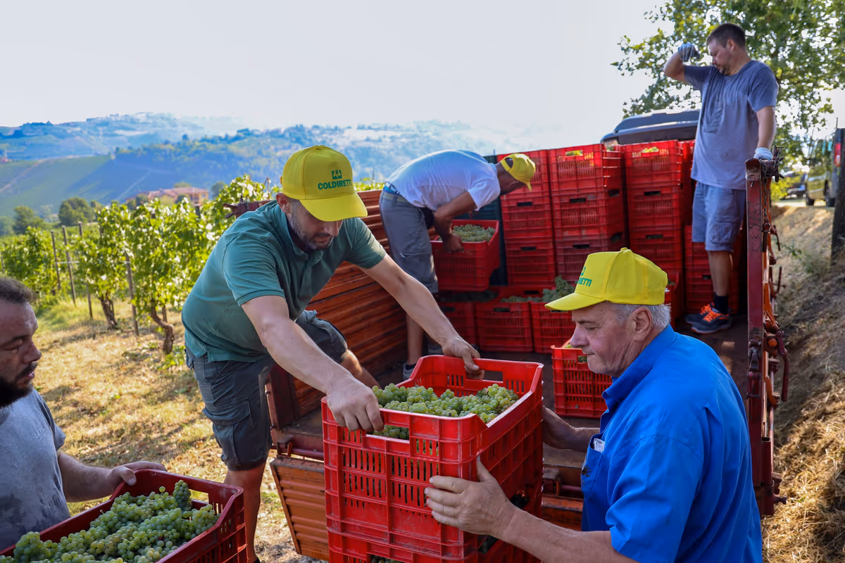 Vendemmia mai così presto: l'Oltrepò apre il 2026 e il clima cambia il vino