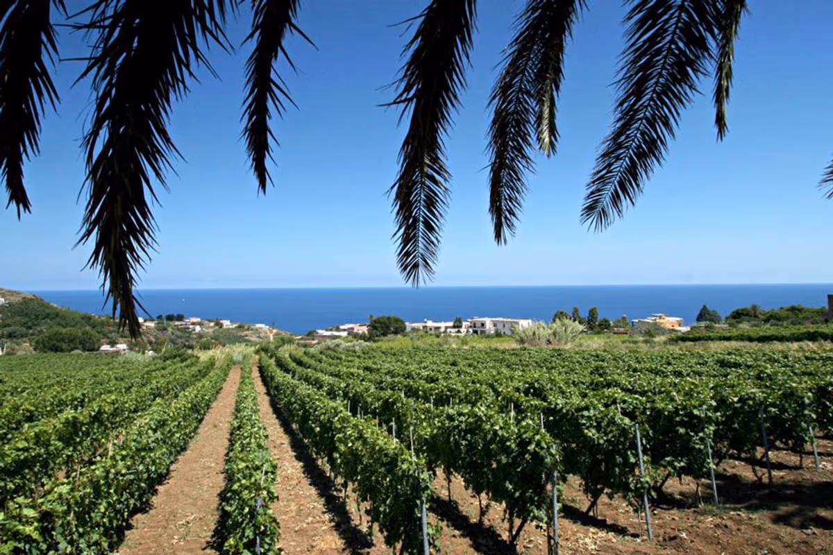 La storia dei Fenech: da Malta a Salina, otto generazioni dedicate alla Malvasia