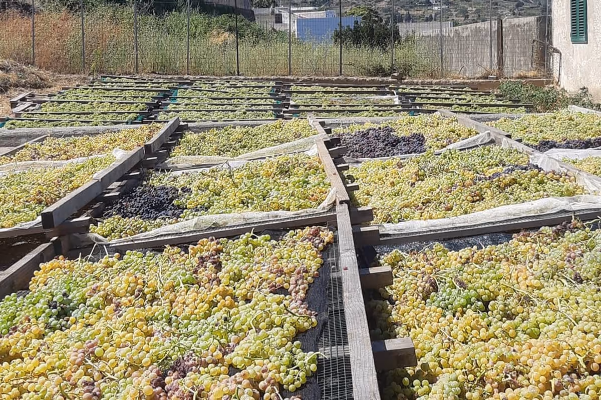 Grappoli di Malvasia delle Lipari Doc, uva dorata e aromatica coltivata secondo i metodi biologici tradizionali