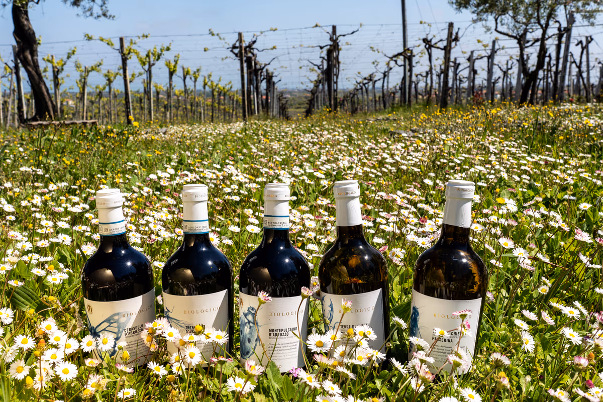 Cantina Tollo cresce: 133 nuovi ettari di vigne per il futuro del vino abruzzese
