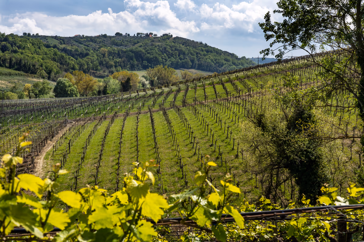 Una parte dei vigneti di Cantina Tollo in Abruzzo