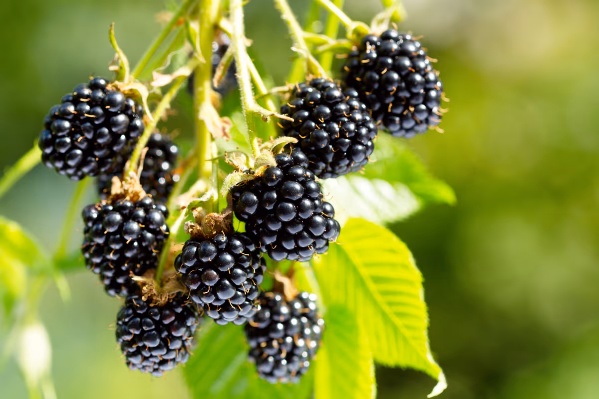 More, piccole e ricche di nutrienti: tutto quello che c'è da sapere