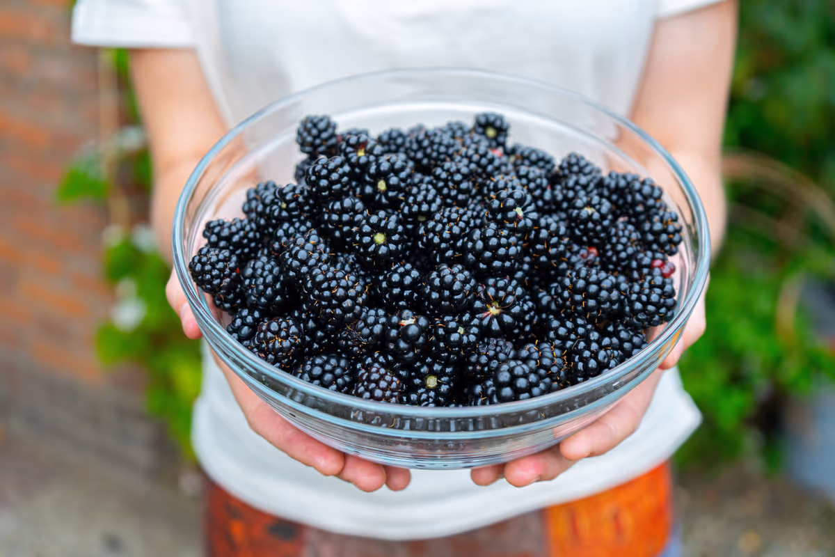 More, piccole e ricche di nutrienti: tutto quello che c'è da sapere
