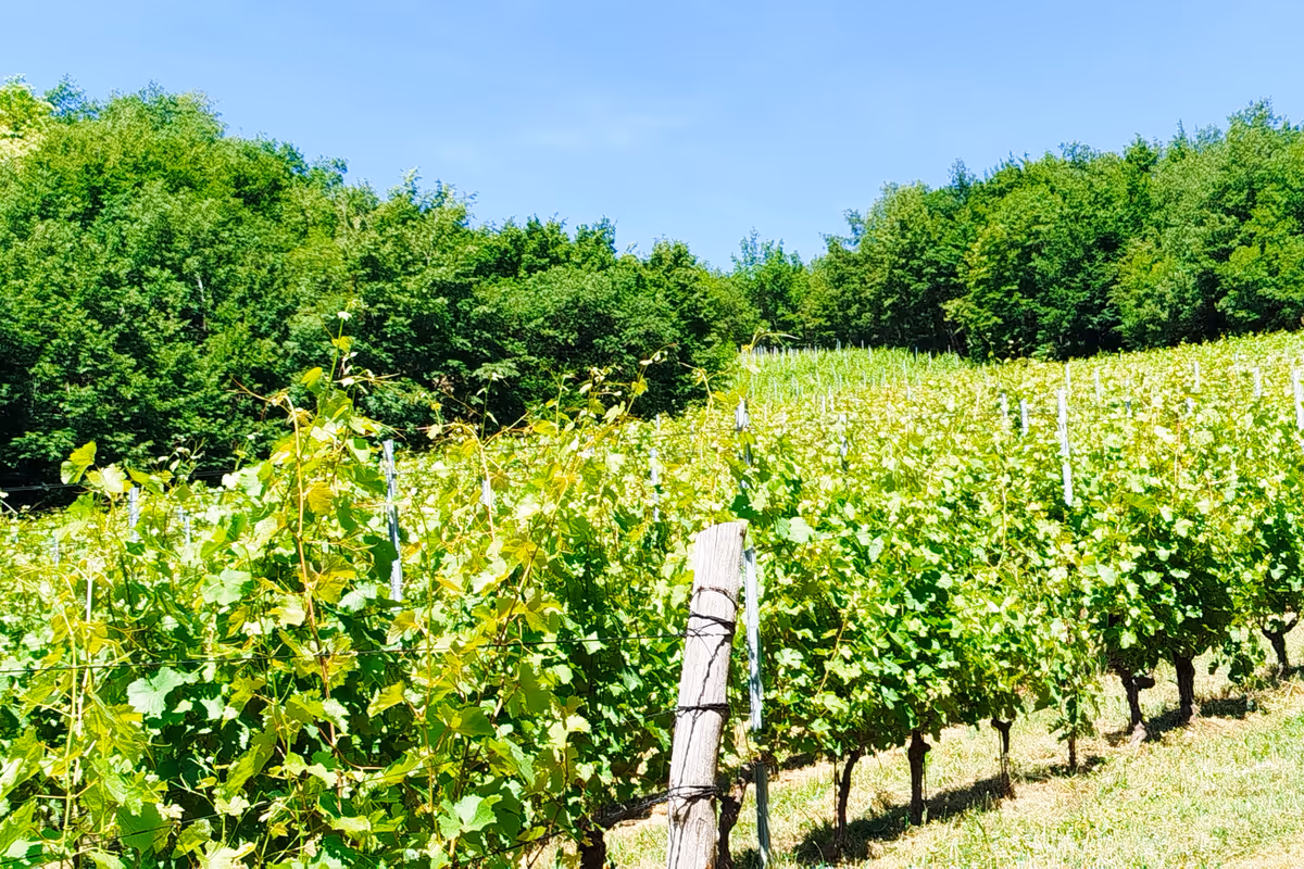 La vigna del Mugello dove 20 anni fa arrivarono Chenin e Riesling