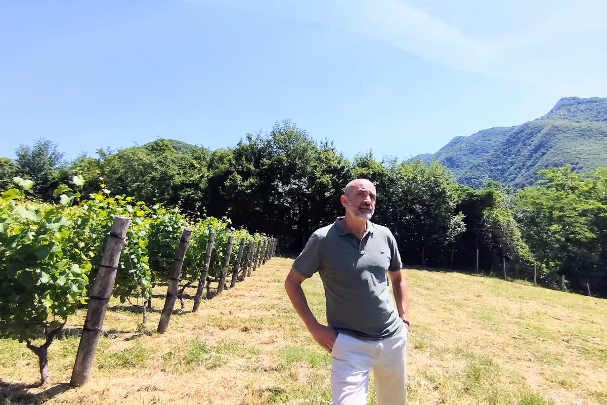 La vigna del Mugello dove 20 anni fa arrivarono Chenin e Riesling