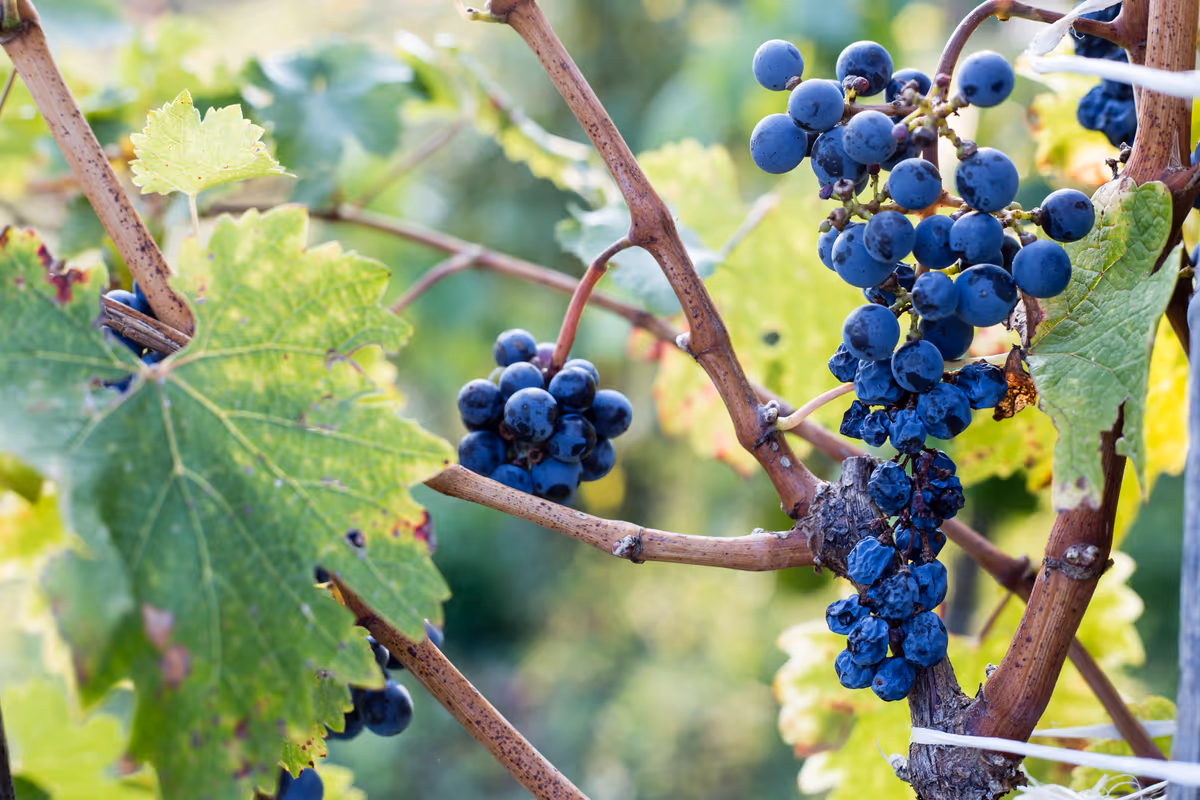 L'acqua scarseggia nel Pavese: riso e vino fanno i conti con la siccità