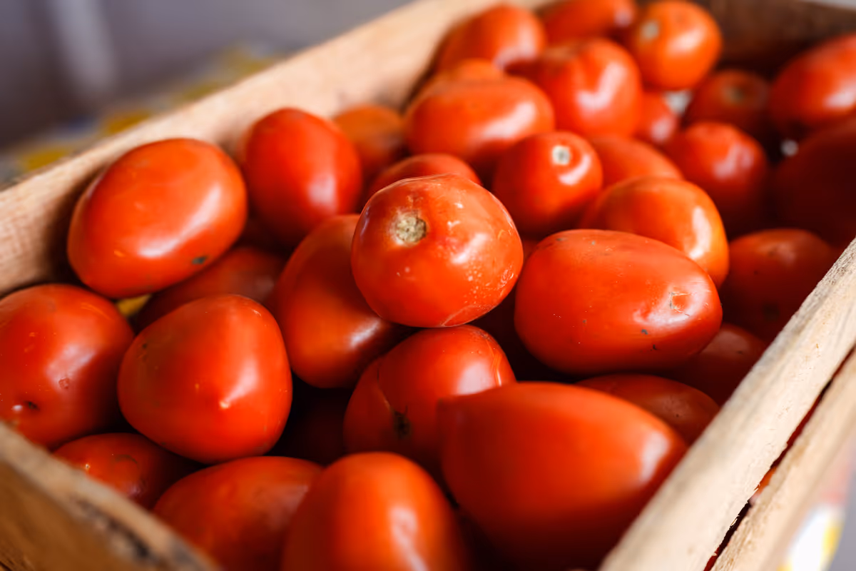 il prezzo dei pomodori è sceso dell’8,4% rispetto allo stesso periodo dello scorso anno