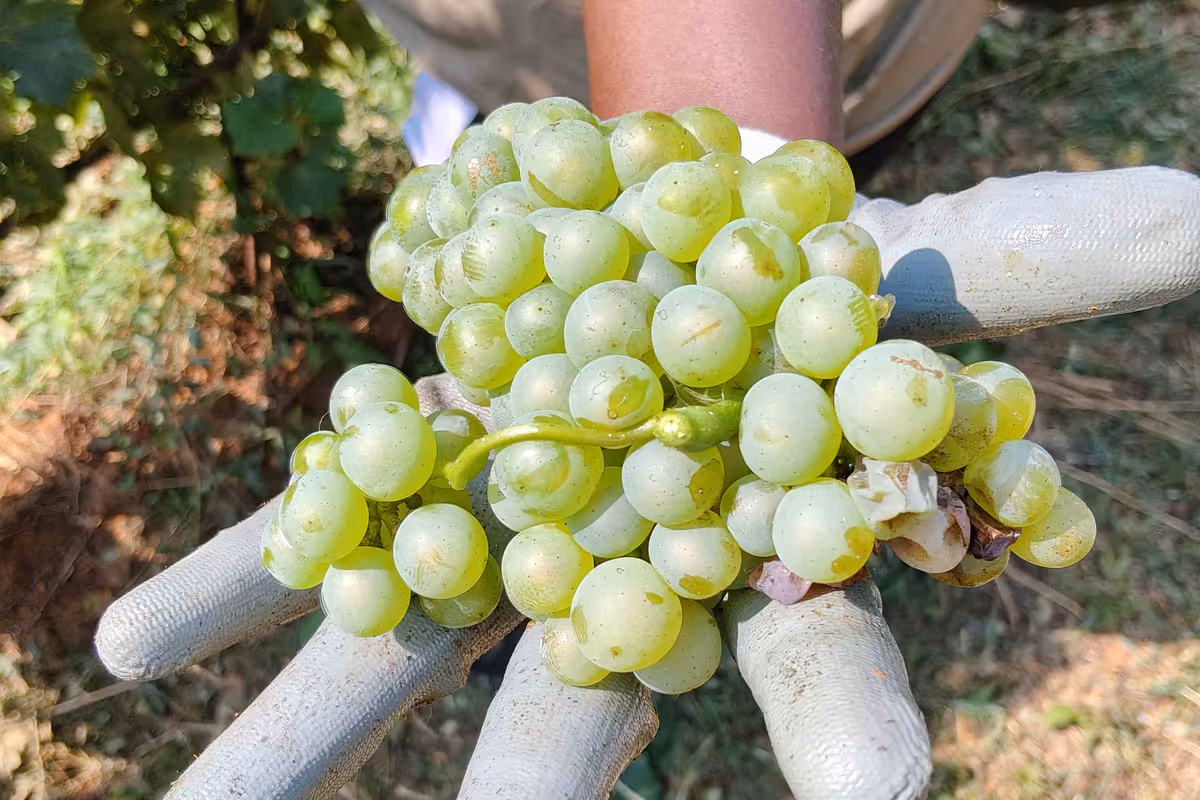 Il caldo accelera la vendemmia in Lombardia: si parte con 7-10 giorni d'anticipo