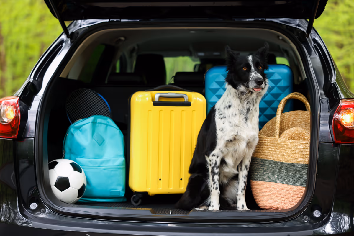 In vacanza con il cane o il gatto: sono 6,1 milioni di italiani a farlo