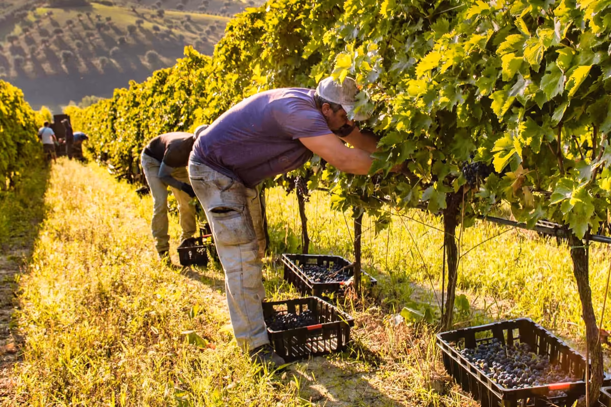 Cantine Aperte in Vendemmia al via: due mesi per scoprire il vino che nasce