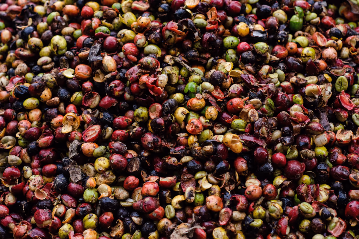 Come la lavorazione incide sul caffè: dal naturale al metodo Honey