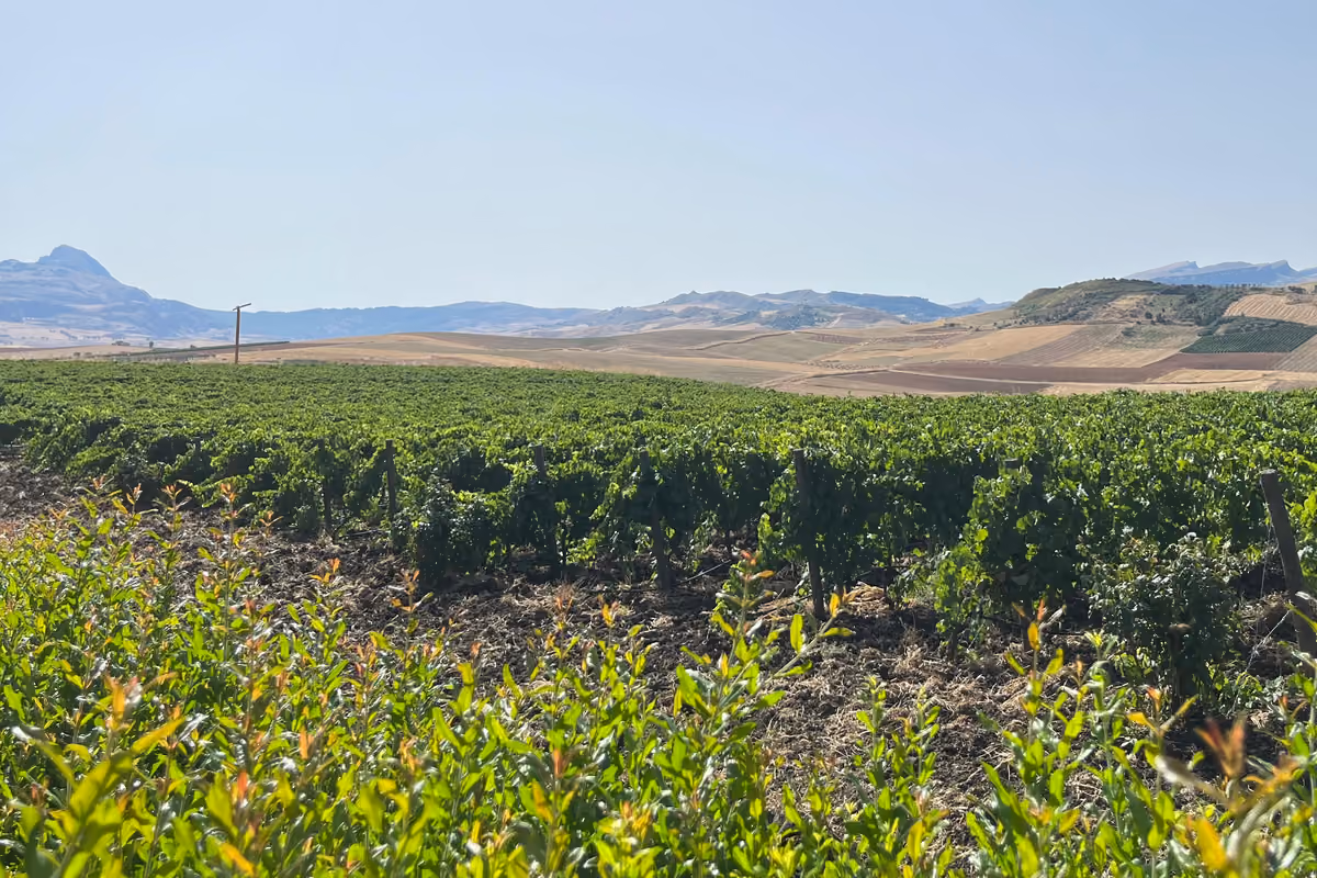 Dal Corleonese all'Etna fino al Val di Noto: quattro cantine siciliane da scoprire