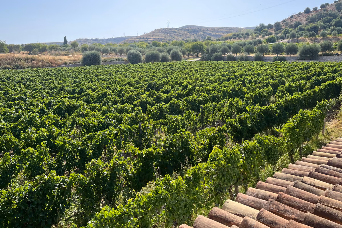 Dal Corleonese all'Etna fino al Val di Noto: quattro cantine siciliane da scoprire