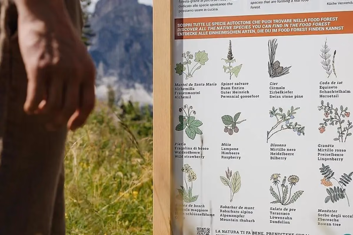 Interessante l’escursione tra le erbe officinali e le piante spontanee dell’Alta Badia