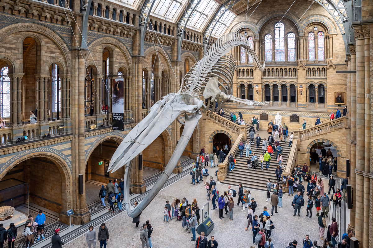 La monumentale Hintze Hall all'interno del Natural History Museum: dominata dallo scheletro di balenottera azzurra di 25 metri