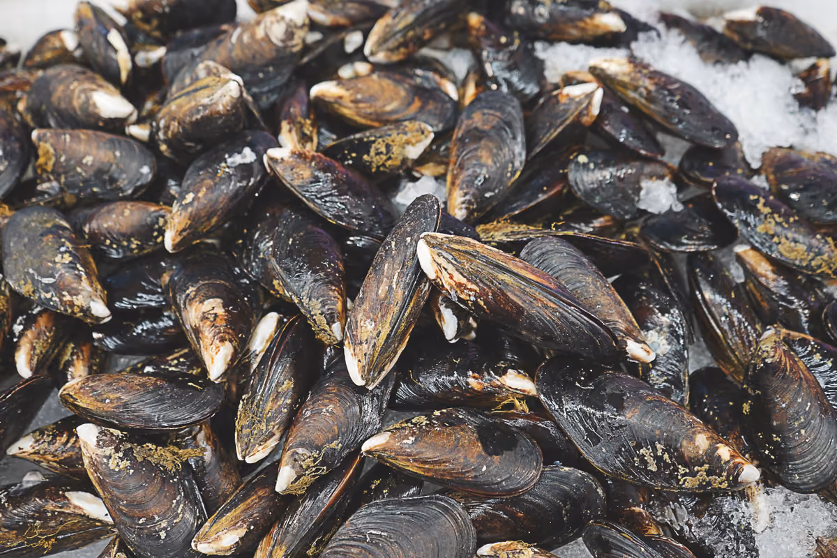 Mettere le cozze nel ghiaccio può provocarne la morte