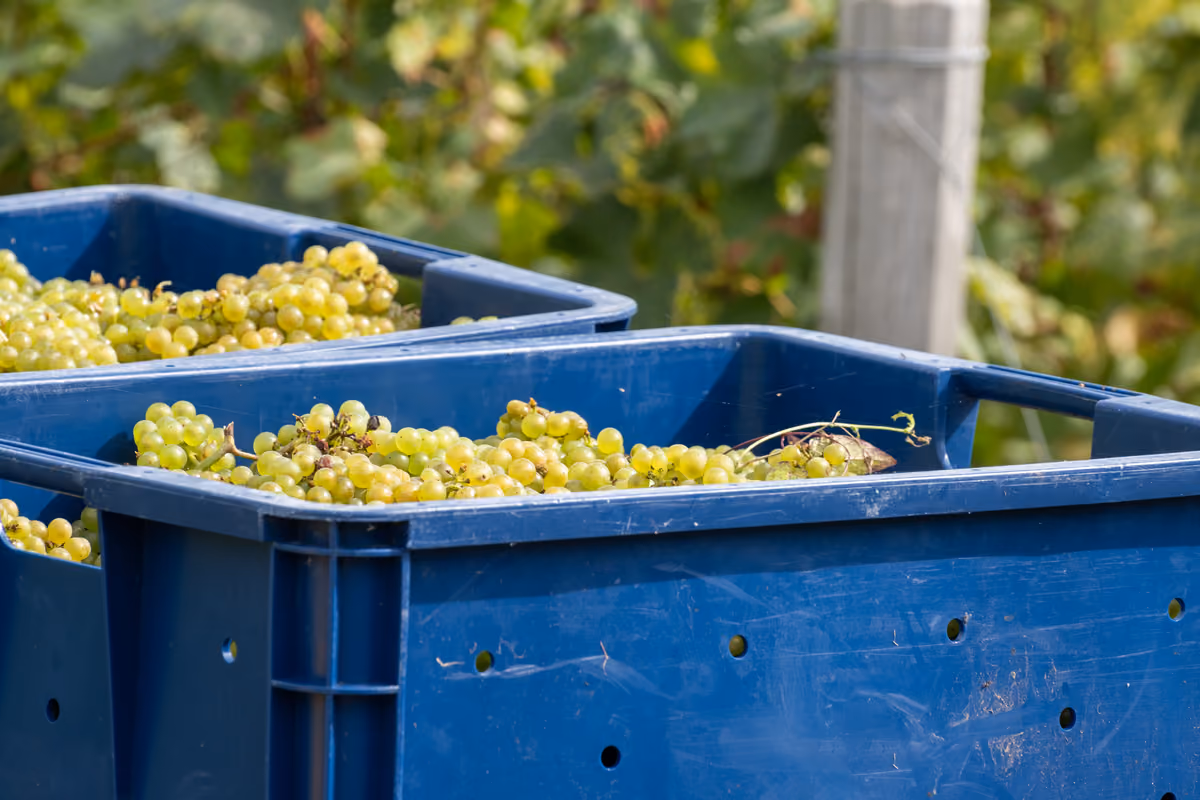 Champagne, ecco perché la vendemmia 2026 ricorda le grandi annate nel Novecento