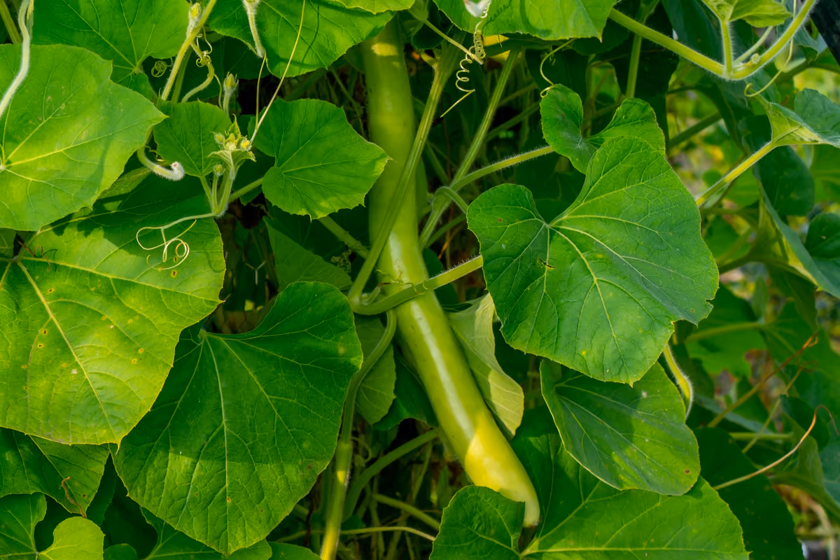 La zucchina lunga, dalla cucina povera ai piatti degli chef siciliani