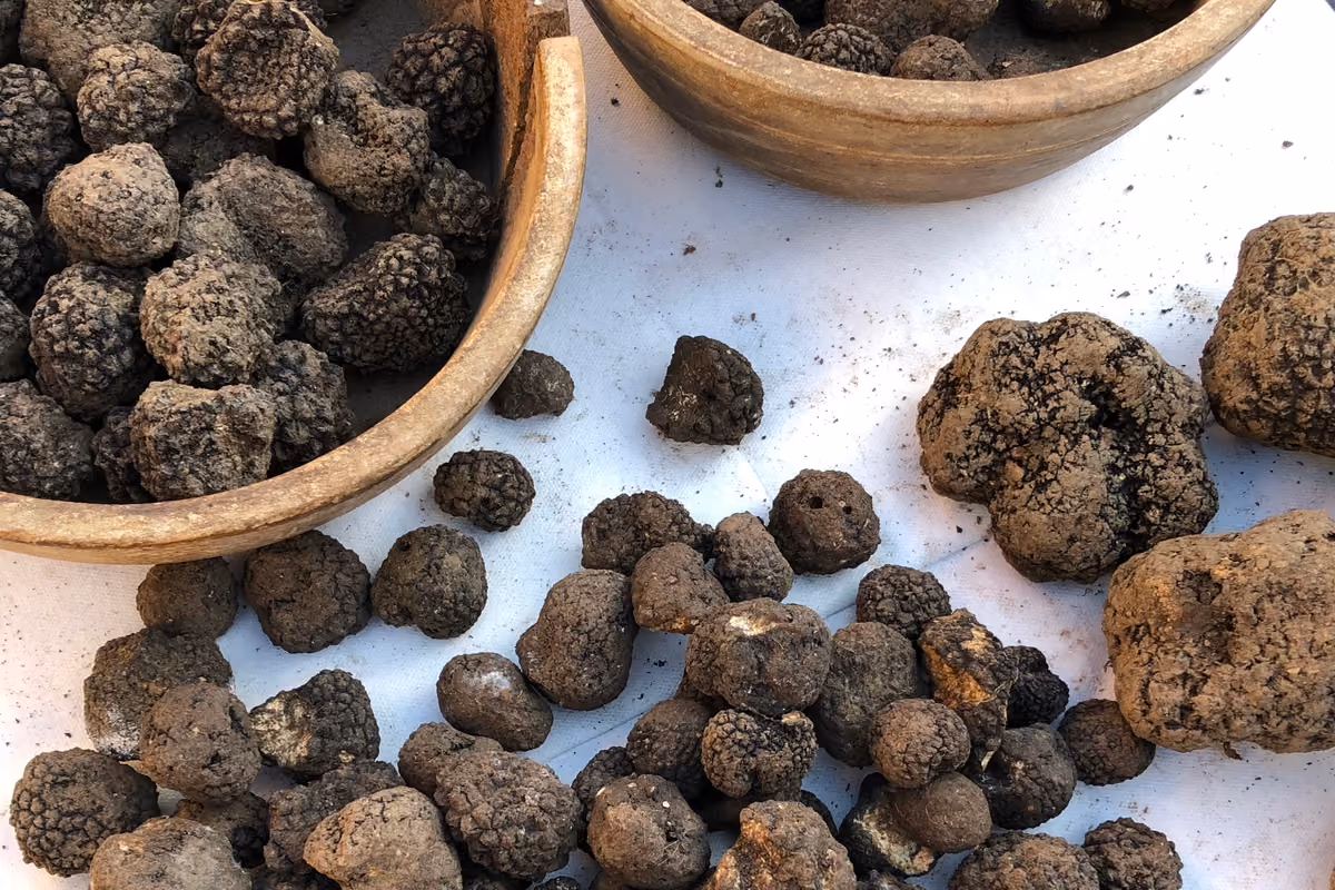 Funghi, tartufi e castagne: l'autunno da gustare tra l'Alta Val Taro e la Val Ceno