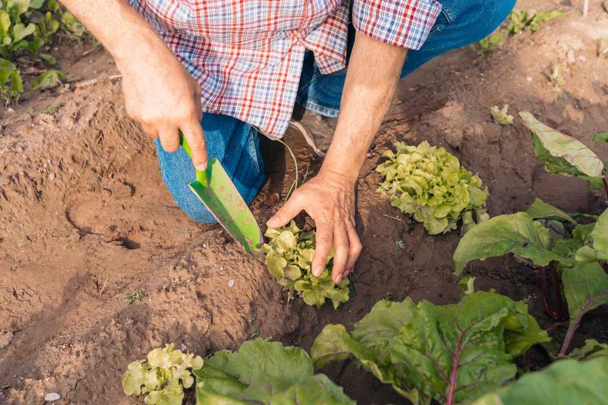 Verdure, a Brescia è allarme nei campi: raccolti in calo fino al 60% e prezzi in aumento