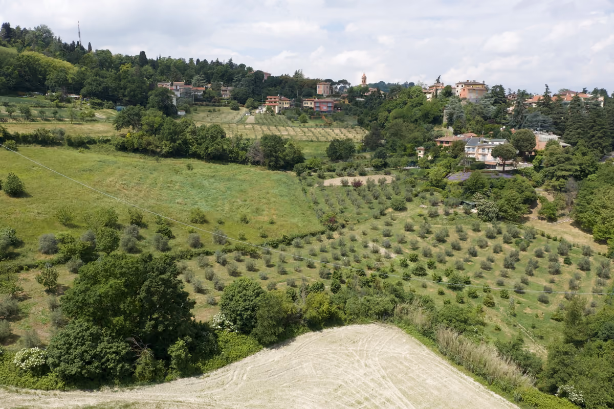 Uliveti sui colli bolognesi
