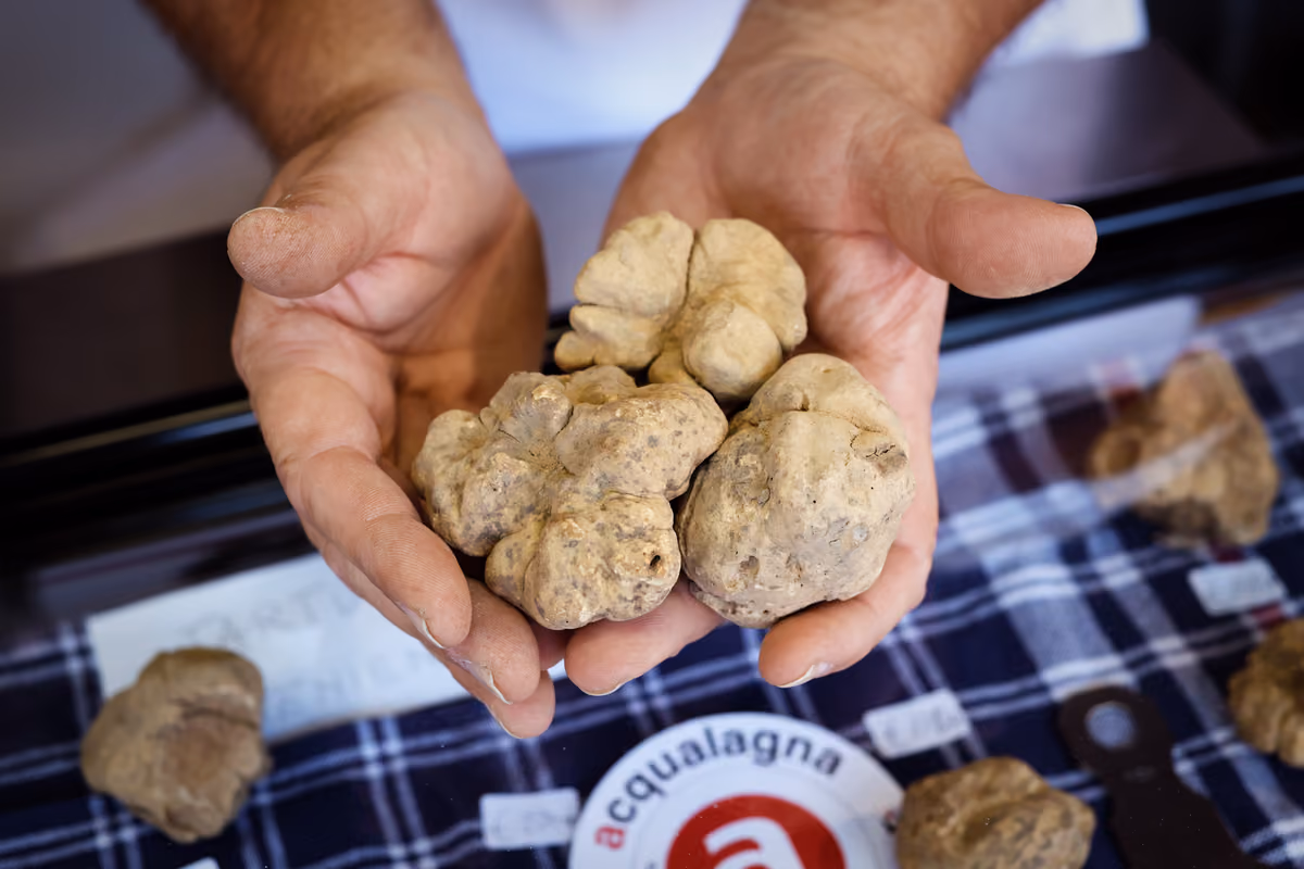 Sette giornate dedicate al tartufo bianco: ad Acqualagna torna la fiera internazionale