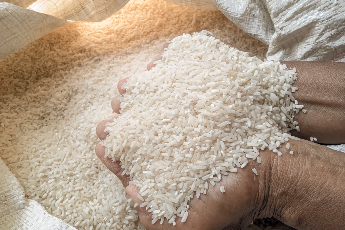Riso biologico, il caso delle rese anomale: così è partita l’indagine a Pavia