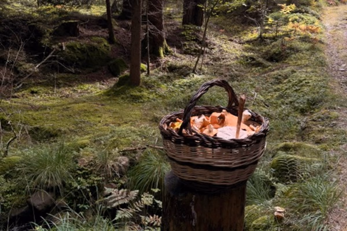 Dal bosco al piatto, passando per la psicologia: il viaggio dei funghi in Val di Fiemme
