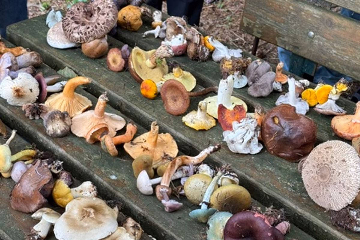 Conoscere i funghi è fondamentale, anche per evitare quelli velenosi