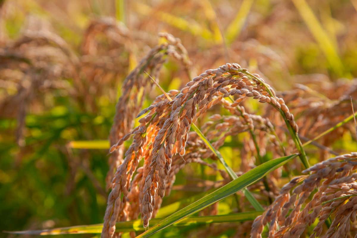 Di Riso in Riso: la Lomellina apre le cascine tra risotti, risaie e castelli